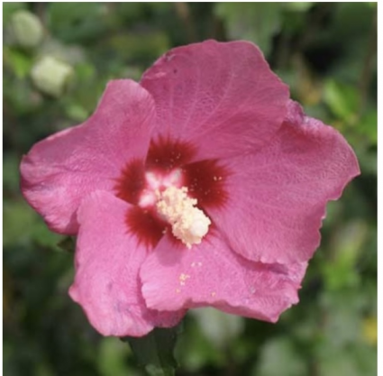 'Lil' Kim Red Rose of Sharon 'Althea' 8"