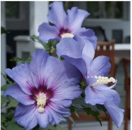 Azurri Blue Satin Rose of Sharon Althea 3-5G