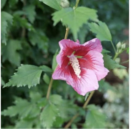 Red Pillar&reg; Rose of Sharon Althea 3-5G