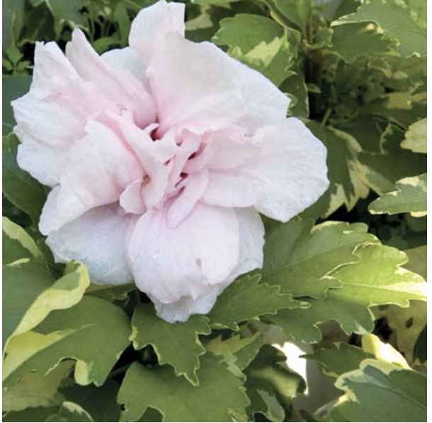 Sugar Tip&reg; Rose of Sharon Althea 2G