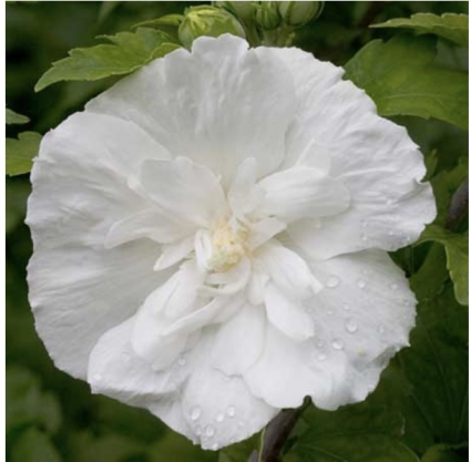 White Chiffon Rose of Sharon Althea 2G
