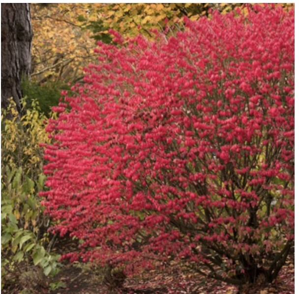 Dwarf Burning Bush 10G