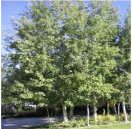 Prairie Gold Aspen 7G