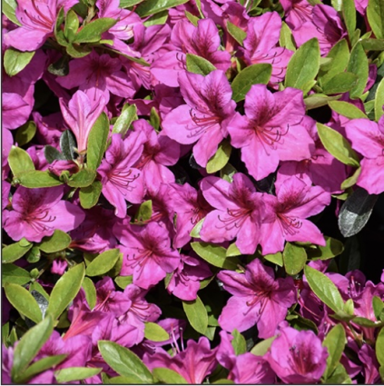 Girard�s Purple Azalea 3-5G