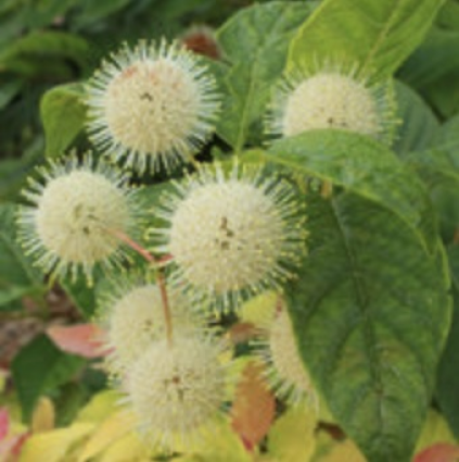 Sugar Shack Buttonbush 3-5G