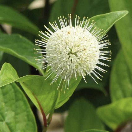 Fiber Optics Buttonbush 3-5G