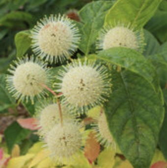 BUTTON BUSH