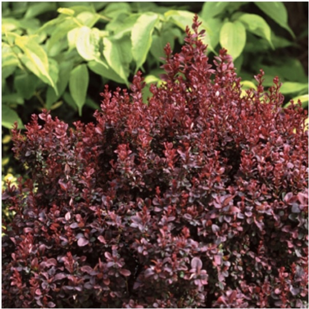 Concorde Barberry 3-5G