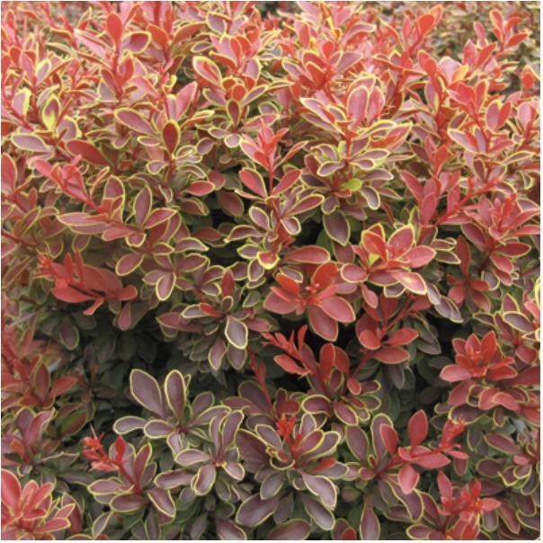 Admiration Barberry 3-5G