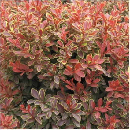 Admiration Barberry 3-5G
