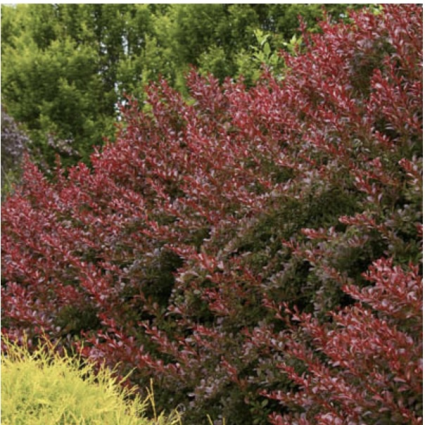 Cherry Bomb Barberry 2G