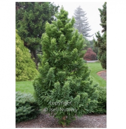 Peve Minaret Bald Cypress 7G