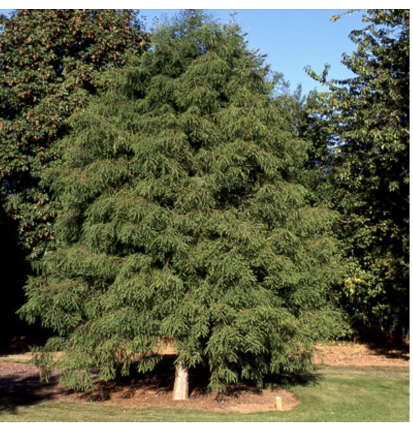 Bald Cypress 15G