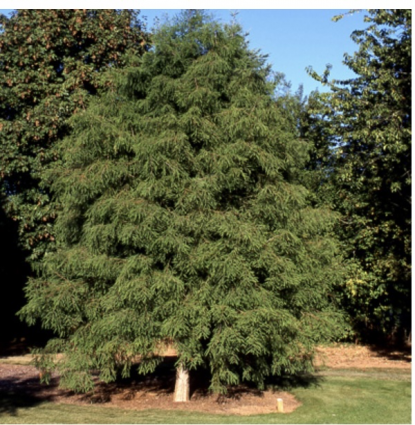 Bald Cypress 15G