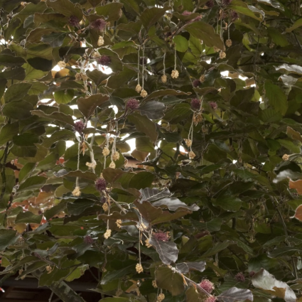 River�s Purple Beech 10G