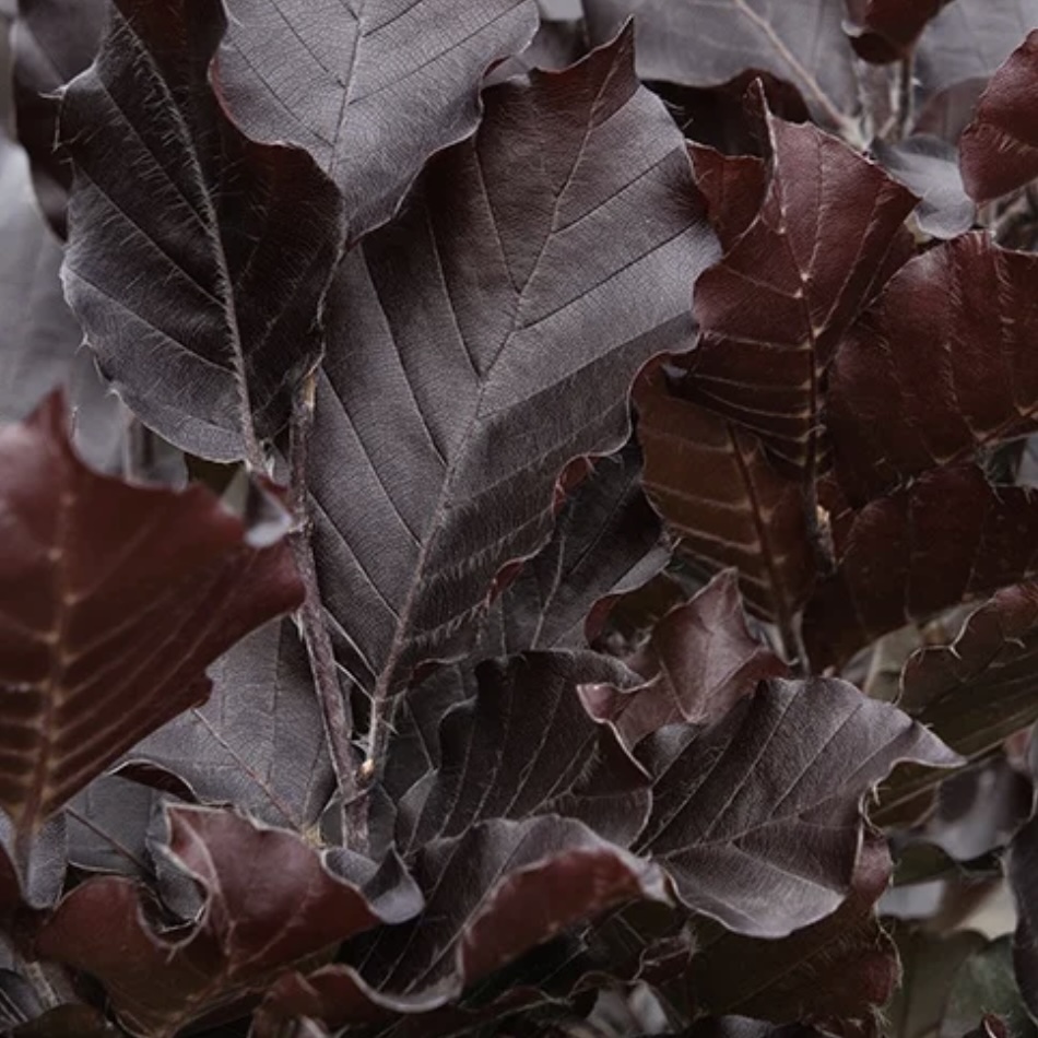 Red Obelisk Beech 10G