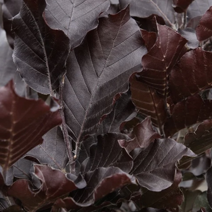Red Obelisk Beech 10G
