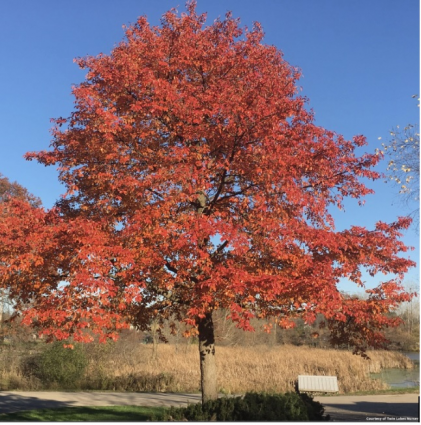 Northern Splendor Black Gum 6'