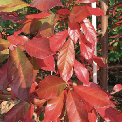 Forest Fire Black Gum 15G