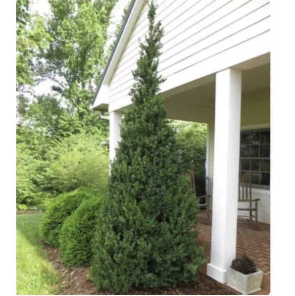 Dee Runk Boxwood 10G