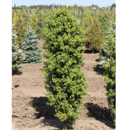 Green Pillar Boxwood 48"