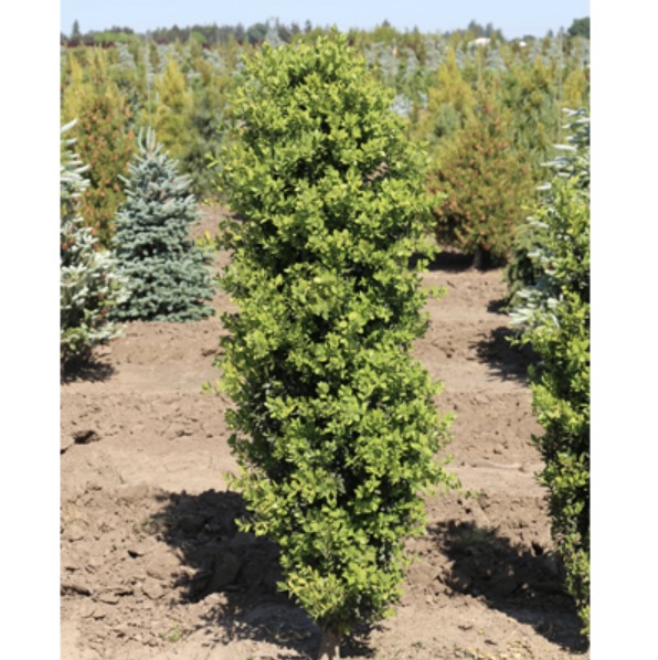 Green Pillar Boxwood 3-5G