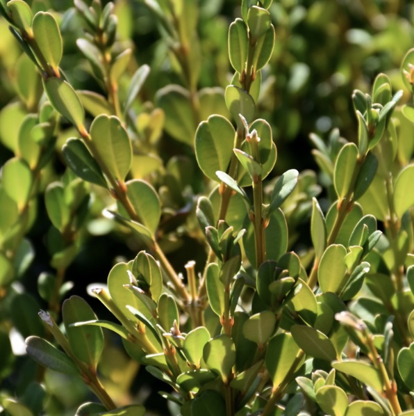 Schmidt Boxwood 36"