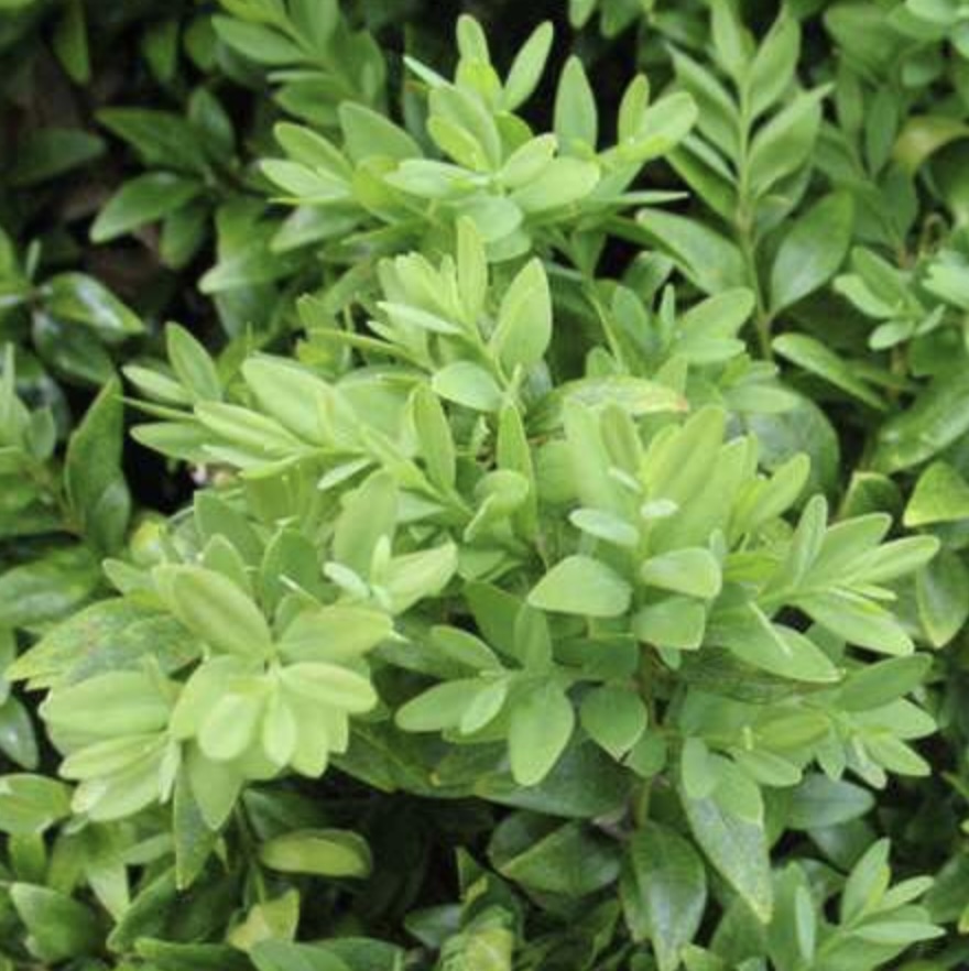Sempervirens Obelisk Boxwood 4'