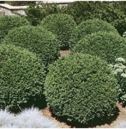 Green Gem Boxwood 24"