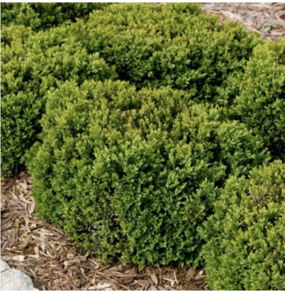 Green Velvet Boxwood 24"