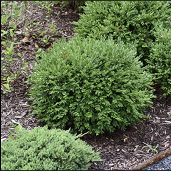 Liberty Belle Boxwood 3-5G