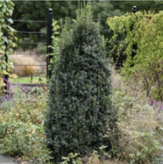 Newport Blue Boxwood 4.5'