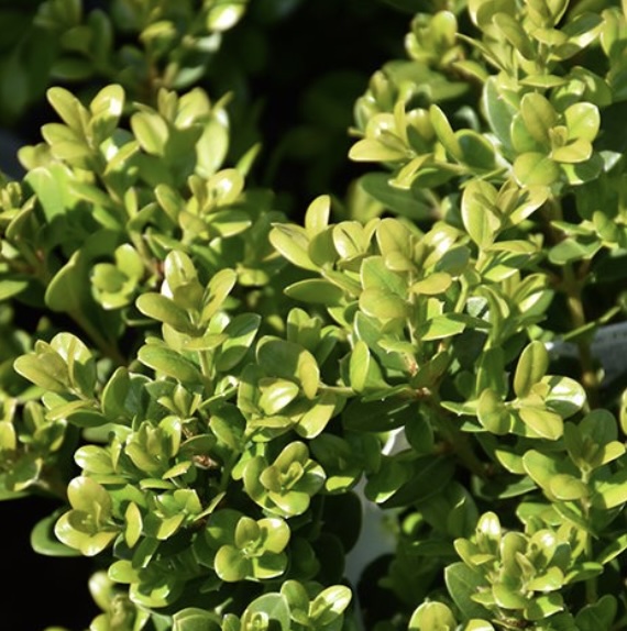 Little Missy Boxwood 3-5G