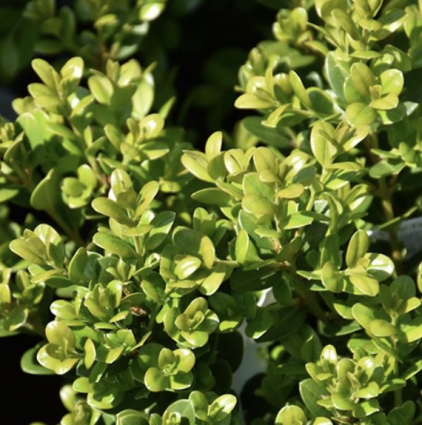 Little Missy Boxwood 3-5G