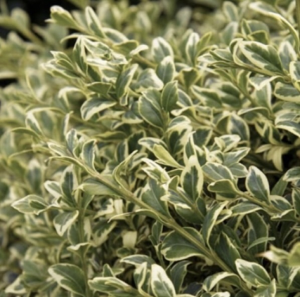 Variegated English Columnar Boxwood 30"