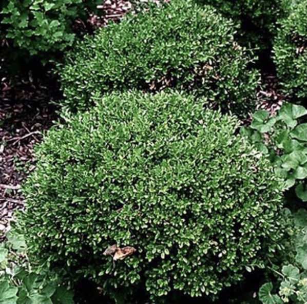 Wintergreen Boxwood 7G