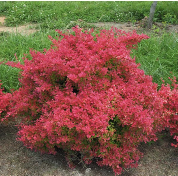 Sunjoy Neo Barberry 2G