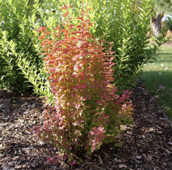 Sunjoy Orange Pillar Barberry 2G