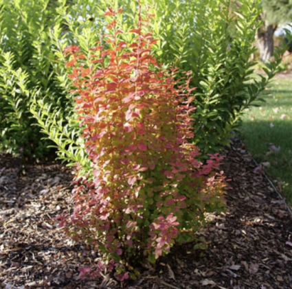 Sunjoy Orange Pillar Barberry 2G