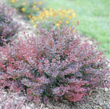 Sunjoy Mini Maroon Barberry 2G