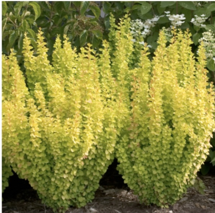 Sunjoy Gold Pillar Barberry 3-5G