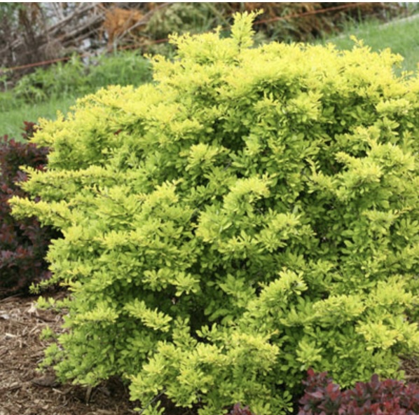 Sunjoy Citrus Barberry 3-5G