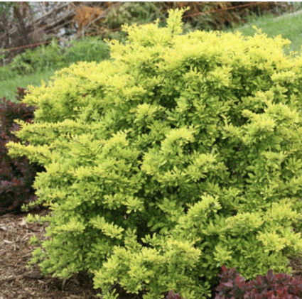 Sunjoy Citrus Barberry 3-5G