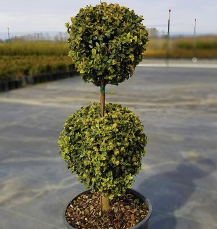 Green Mountain Boxwood 2 Tier Poodle 7G