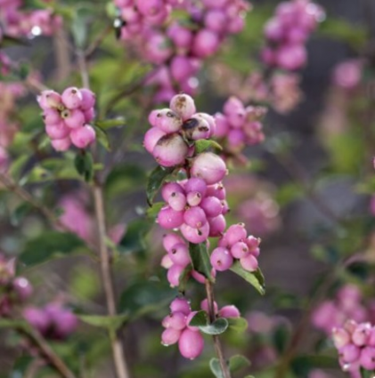 Candy Coralberry 3-5G