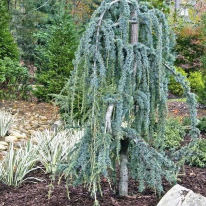 Blue Atlas Serpentine Cedar 15G