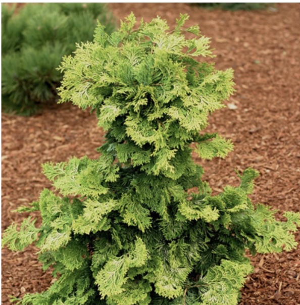 Confucius Falsecypress 6-7G