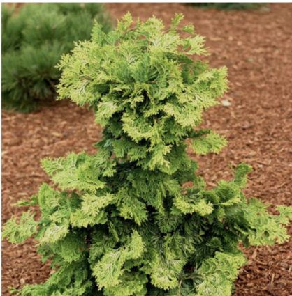 Confucius Falsecypress 6-7G