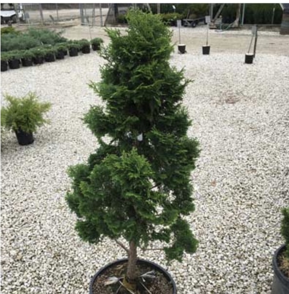 Graciosa Hinoki Falsecypress 3-5G
