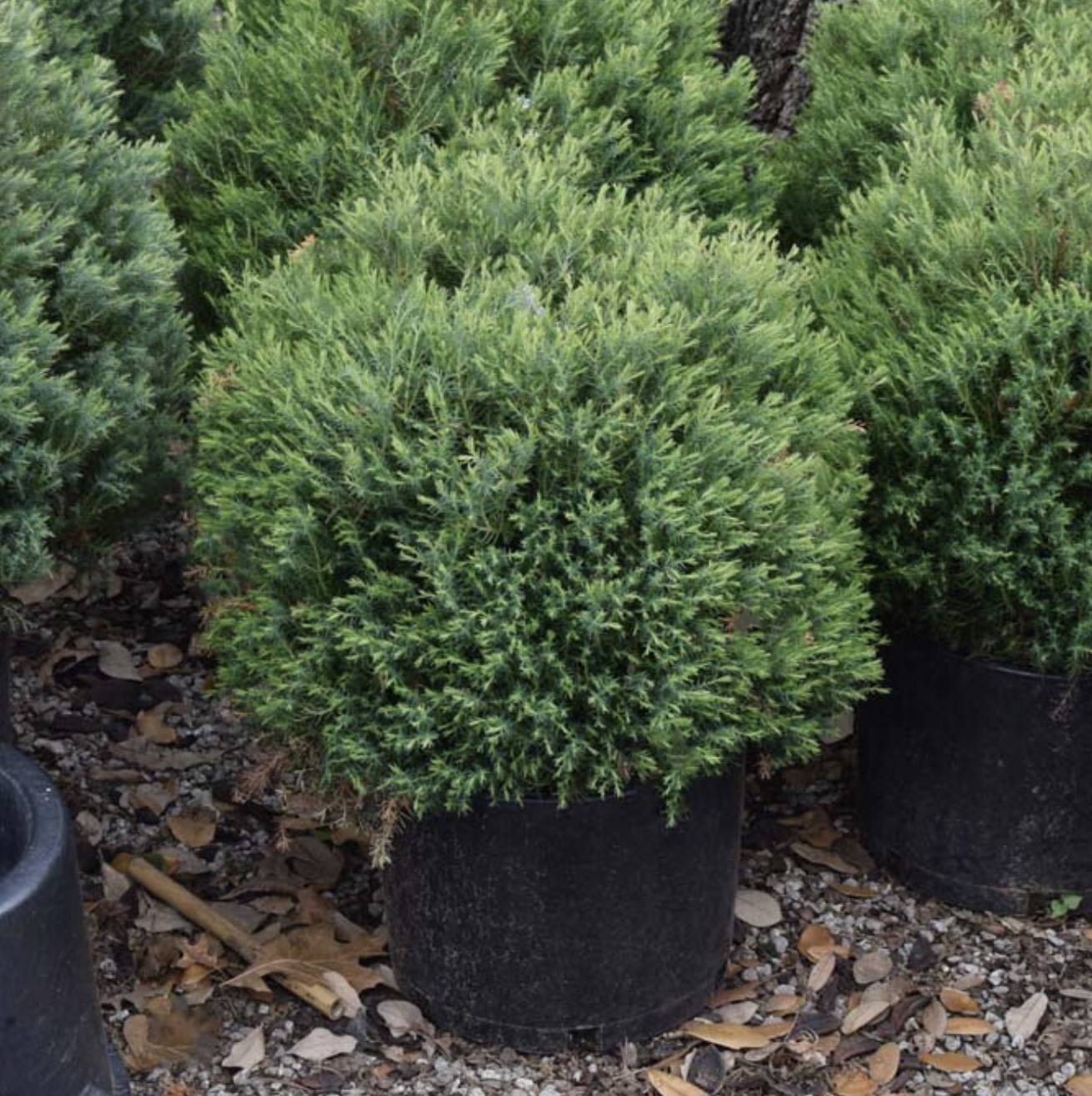 Heatherbun Falsecypress 3-5G